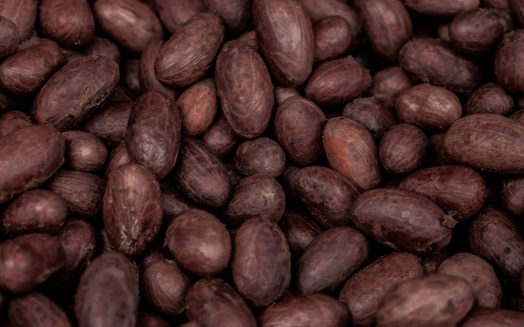Cacao criollo peruano: historia, sabor y por qué es el más especial del mundo